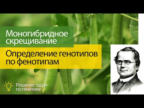 Видео: Моногибридное скрещивание:  Решение задач - определение генотипов по фенотипам