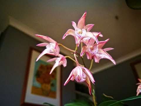 Видео: Дендробиум кингианум. Уход.