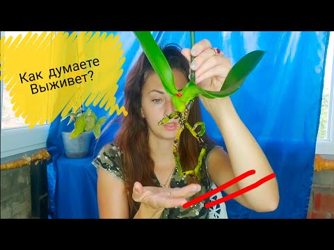 Видео: Реально ли СПАСТИ ТАКУЮ ОРХИДЕЮ??? Сажаю и включаю режим ждуна, ВРЕМЯ ПОКАЖЕТ