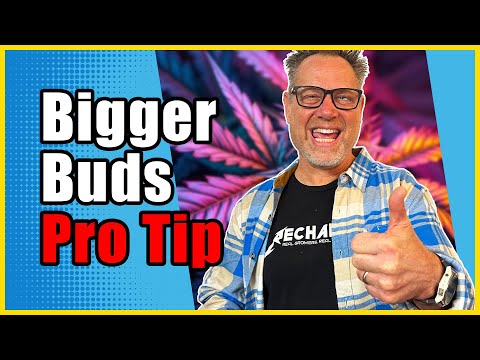 Видео: Обрезайте растения каннабиса ТАК, чтобы получить более крупные соцветия