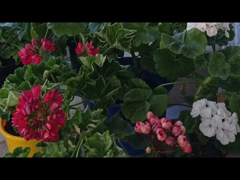 Видео: ВСЕ ОКНА заставлены ПЕЛАРГОНИЯМИ/ОБЗОР моих красавиц