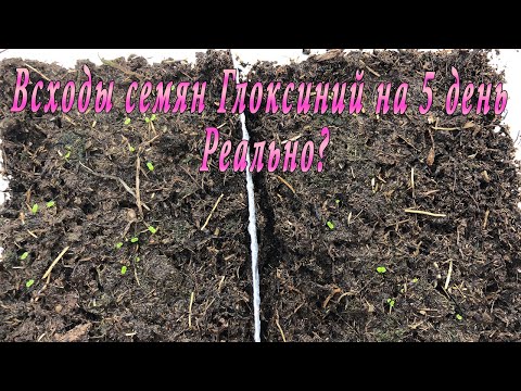 Видео: Всходы глоксиний на 5 день