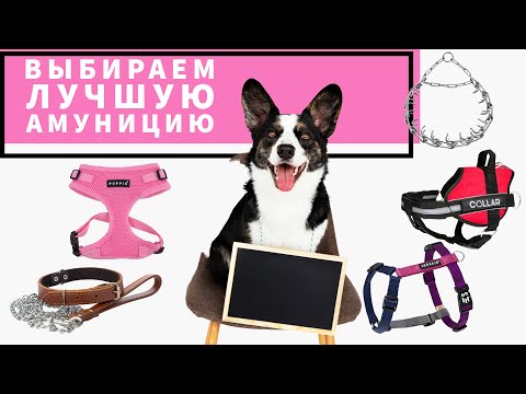 Видео: Шлейки и ошейники для собак: что ТОЧНО нельзя покупать?