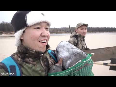 Видео: Открытие сезона охоты на уток - 2019. Якутия, Намский улус., с.Тюбя - "Туруйалаах"