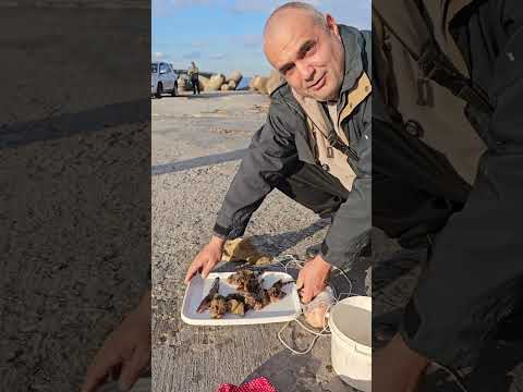 Видео: Риболов на Скорпид!