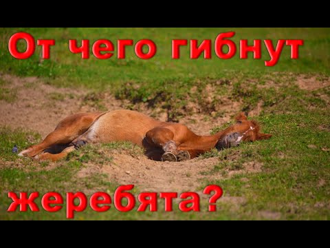 Видео: От чего гибнут жеребята.