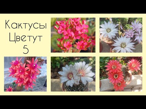 Видео: Мои Кактусы Цветут 🌵 2025