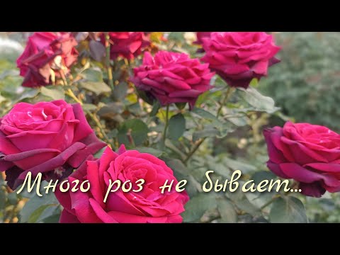 Видео: Цветение (не)редких сортов роз. 31 июля! #розы,#розывсаду #цветениероз,#сортароз