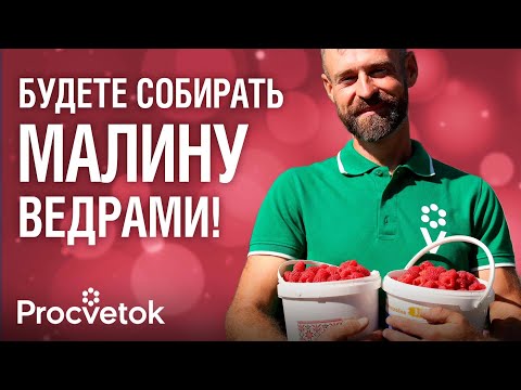 Видео: МАЛИНЫ БУДЕТ ОЧЕНЬ МНОГО, если обрезать ее так осенью! Всё об уходе за малиной осенью