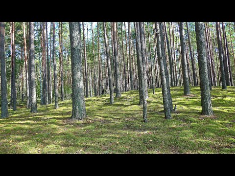 Видео: В лесу у озера Рогово