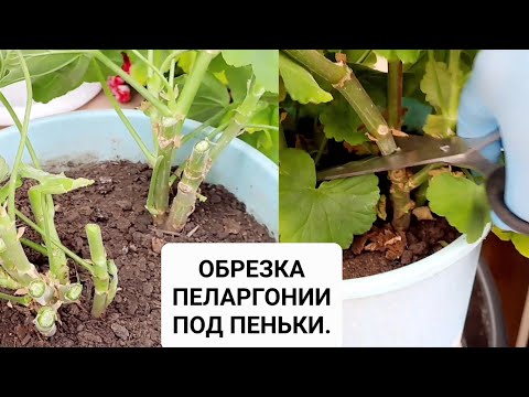 Видео: ОБРЕЗКА ПЕЛАРГОНИИ ПОД ПЕНЬКИ! КОГДА ЛУЧШЕ ОБРЕЗАТЬ ОСЕНЬЮ ИЛИ ВЕСНОЙ? МОИ НАБЛЮДЕНИЯ!