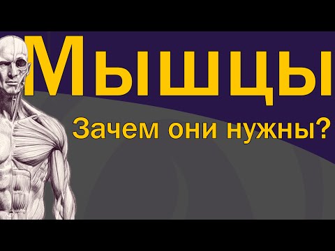 Видео: Зачем нужны мышцы?  [S02E02]