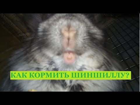 Видео: Как кормить шиншиллу? / что за зверь такой шиншилла?