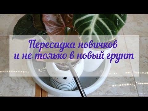 Видео: Пересадка новичков (Алоказии Анторо вельвет, Сингониум Клубничный лёд) и не только