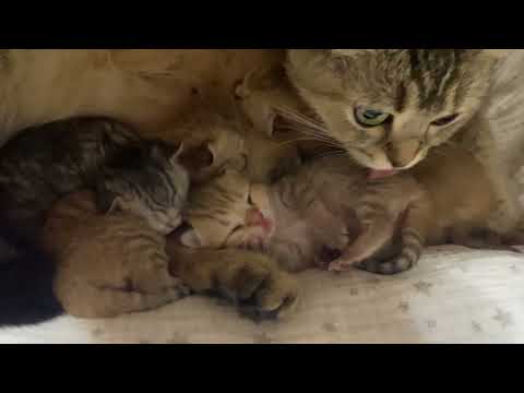 Видео: Элла вернулась от Риты 😊