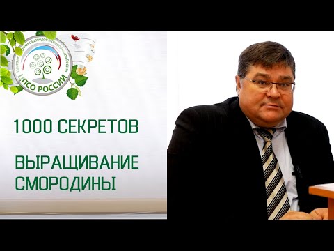 Видео: Выращивание смородины. Сазонов Фёдор Фёдорович отвечает на вопросы подписчиков.