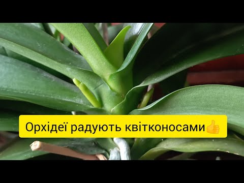 Видео: Квітконоси на орхідеях 👍🌺 Скоро буде краса🥰 #орхідеї #квітконоси