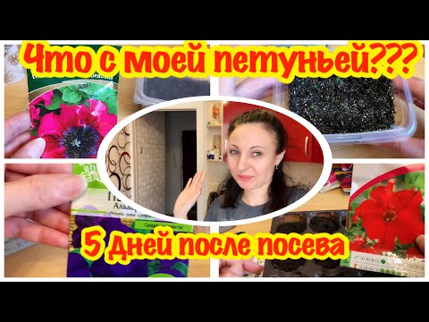 Видео: УРА!!! ПЕТУНИЯ ВЗОШЛА/ПЕРВЫЕ ВСХОДЫ ПЕТУНИИ/ЧТО ДЕЛАТЬ ДАЛЬШЕ/ПЕТУНИЯ НА ПЯТЫЙ ДЕНЬ ВСХОДОВ/