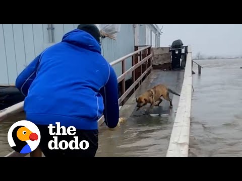 Видео: Футболисты спасли маму и щенков, оставленных во время шторма | The Dodo