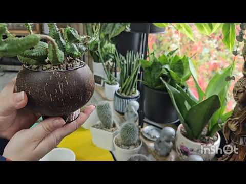 Видео: КОМНАТНЫЕ РАСТЕНИЯ.ПЕРЕСАДКА#top #plants #цветы #garden #flowers #растения #