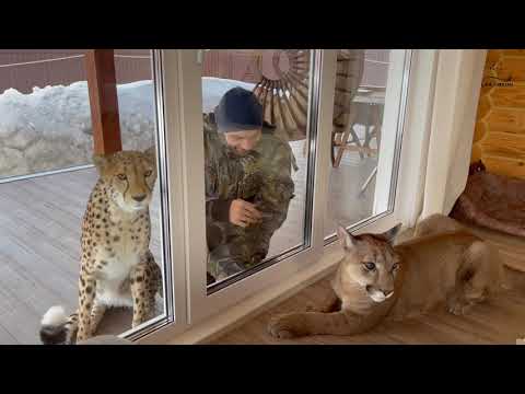 Видео: Гепард и пума. Герда ждёт Месси на прогулку.