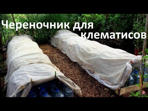 Видео: ЛУЧШИЕ УСЛОВИЯ ДЛЯ ЧЕРЕНКОВ  КЛЕМАТИСОВ В ОТКРЫТОМ ГРУНТЕ в ЖАРУ  . ЛАЙФХАКИ
