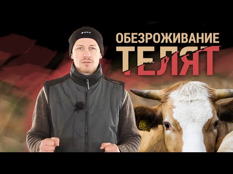 Видео: Обезроживание телят