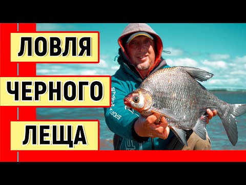 Видео: Ловля черного леща на Амуре. Рыбалка на фидер. Монтаж симметричная петля.