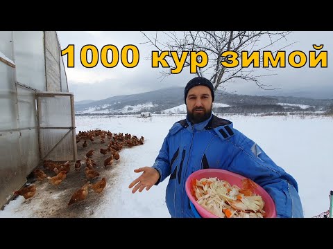 Видео: 1000 пастбищных кур зимой