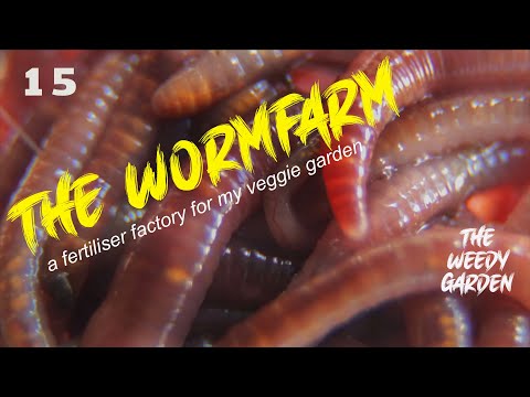 Видео: СОВЕТЫ ПО РАЗВЕДЕНИЮ ЧЕРВЯЧЕЙ ФЕРМЫ