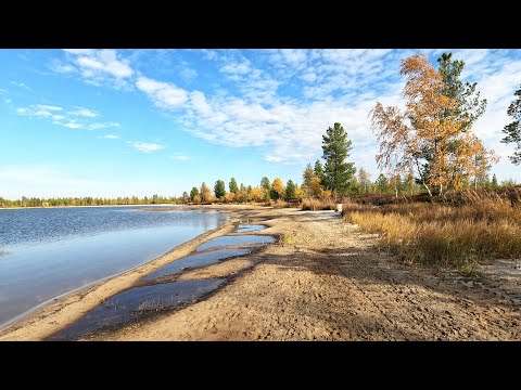 Видео: ОКУНЬ И СОРОГА (ПЛОТВА) ЖИРУЮТ, МИМО НЕТ! РЫБАЛКА У ХАНТА, ТАМ РЫБА МЕШКАМИ ВСЕГДА КЛЮЁТ, ПОЧТИ)))!