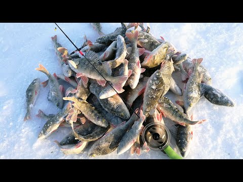 Видео: НА МОТОСОБАКЕ - К ЗАВЕТНОЙ РЕЧКЕ! Покатушки на мотобуксировщике и рыбалка на безмотылку