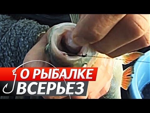 Видео: Ловля хищной рыбы на Живца поздней осенью. "О Рыбалке Всерьез" видео 142.