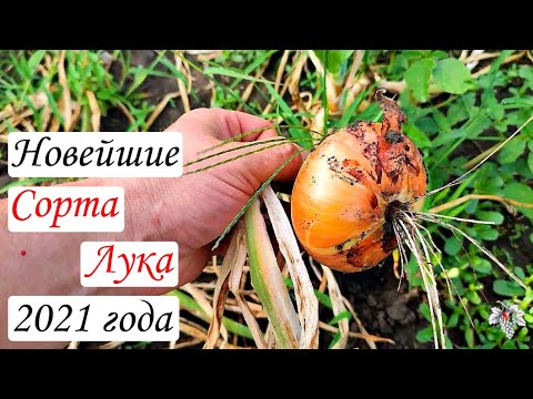 Видео: Новейшие сорта лука 2021 года