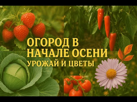 Видео: Тихая красота сентября 🍂 Цветы и урожай в моём огороде
