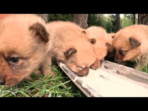 Видео: У нас снова 10 щенков, ТАКОГО ВЫ ЕЩЕ НЕ ВИДЕЛИ! :: We have 10 puppies in one litter AGAIN!