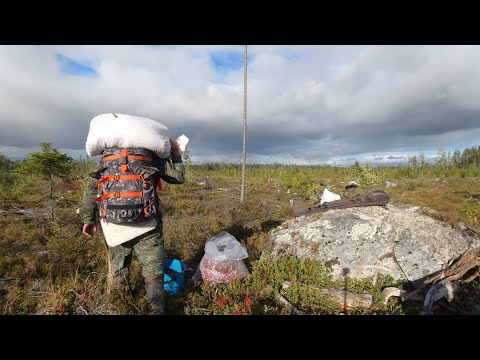 Видео: ГРЕБУ ЯГОДЫ МЕШКАМИ. ТАЁЖНЫЙ ПРОМЫСЕЛ. ПРОБЛЕМА С МАШИНОЙ. СБОР ДИКОРОСОВ. СЕЗОННАЯ РАБОТА НА СЕВЕРЕ