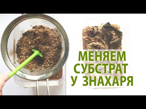 Видео: Быстро и просто! Как поменять субстрат у жука знахаря?