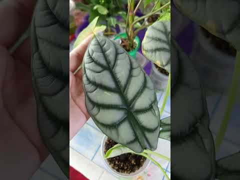 Видео: Продажа растений