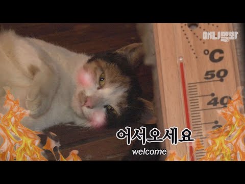 Видео: Кошка купается в сауне