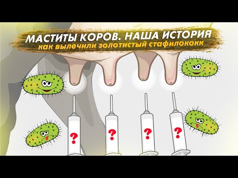 Видео: Чуть не потеряли все стадо! Маститы коров в нашем хозяйстве. Как вылечить золотистый стафилококк.