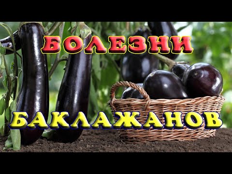 Видео: Главные болезни и вредители баклажанов. Лучшие способы лечения болезней баклажанов: фото и описание.