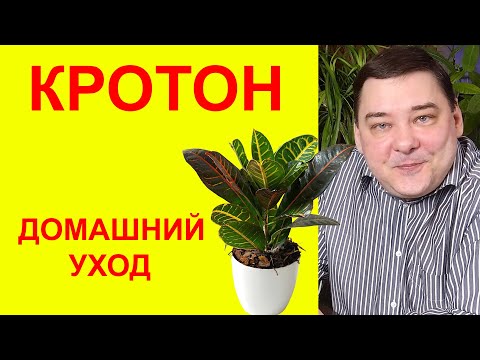 Видео: Кротон. Уход в домашних условиях
