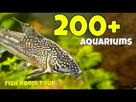 Видео: Самая большая коллекция коридорасов в мире в этой рыбной комнате