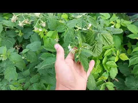 Видео: ЧТО ДЕЛАТЬ С КЛУБНИКОЙ ЛЕТОМ? РАБОТЫ.