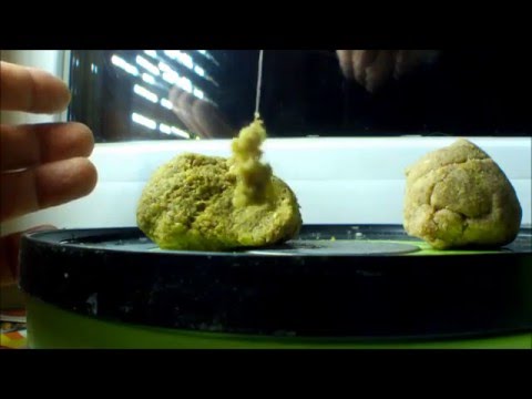 Видео: Херабуна.Насадка-тесто.По итогам рыбалки 18.05.16.