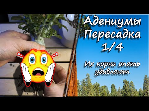 Видео: Адениумы. Пересадка 1/4. Их корни опять удивляют