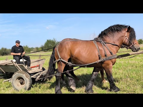 Видео: НАРЕШТІ ДОБРАЛИСЯ І ДО ПЕТРА/КОБИЛА НА ПРОДАЖ.