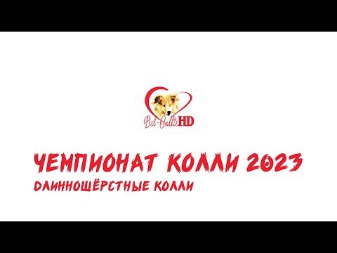 Видео: Чемпионат колли 2023. Часть 1. Длинношёрстные колли