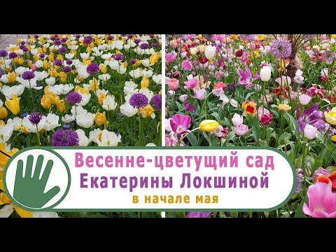 Видео: Видео журнал "СОФ №123" Весенне-цветущий сад Екатерины ЛОКШИНОЙ в начале мая